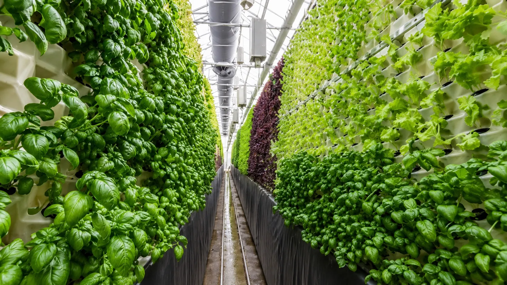 Greenhouse aquaponics system with a fish tank, filtration and hydroponic grow beds