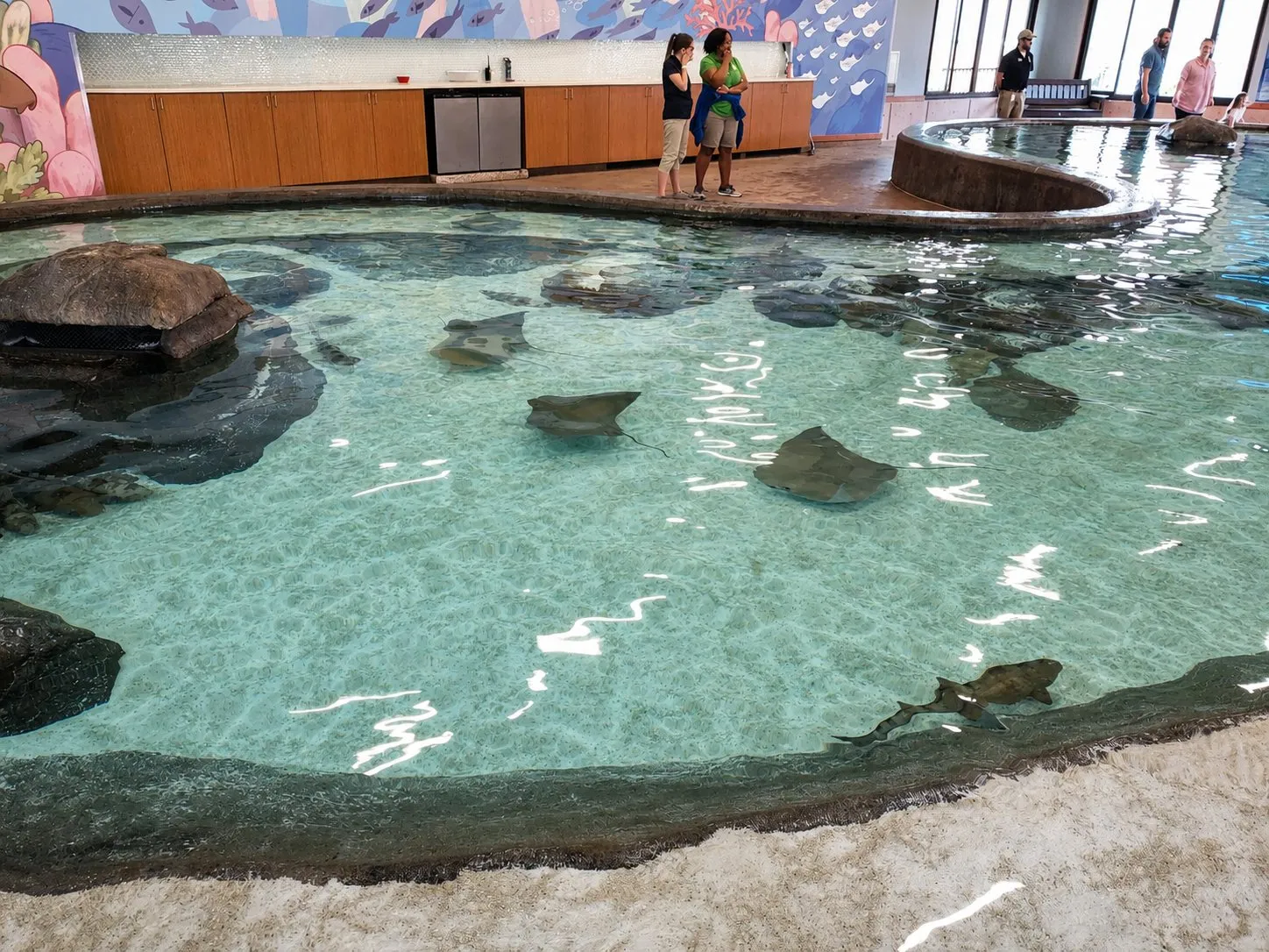 Shallow stingray touch pool with rays and guests at the rail